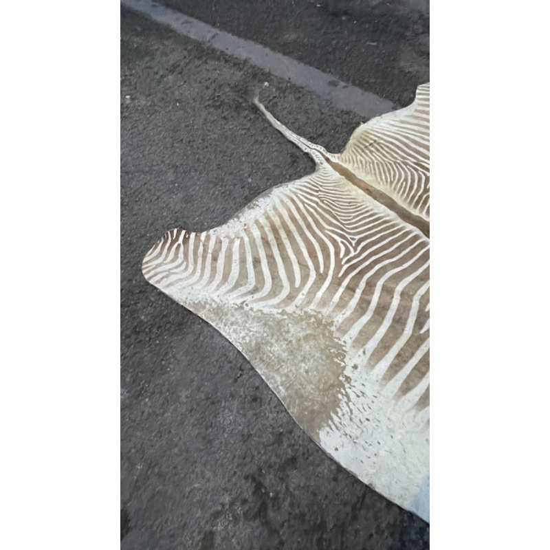 Zebra skin, floor carpet / wall tapestry, ca 1950