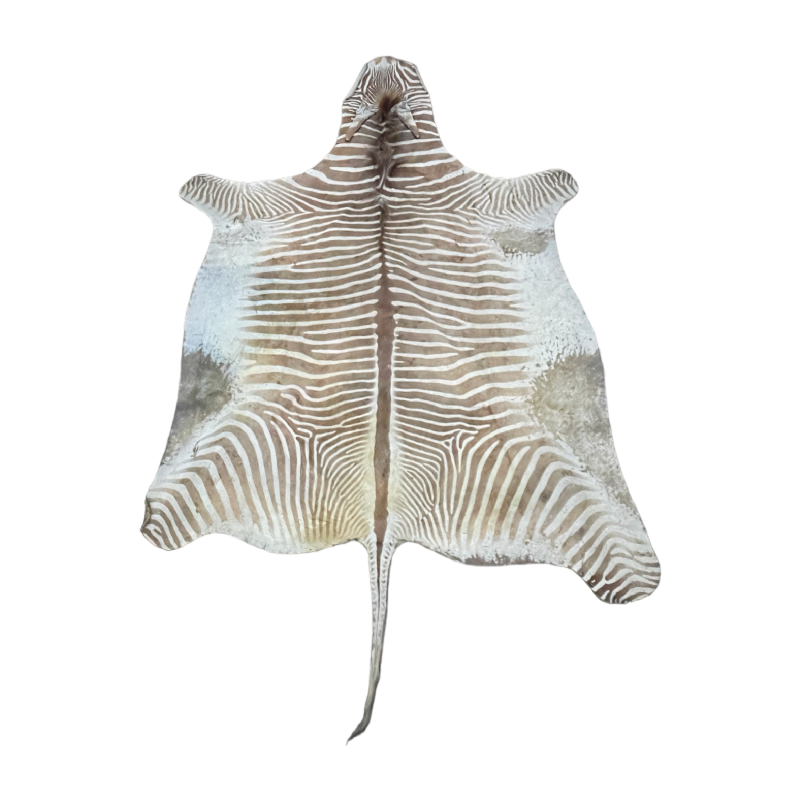 Zebra skin, floor carpet / wall tapestry, ca 1950