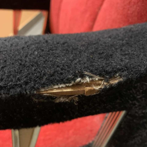 Paire de Fauteuils Clubs italiens Vintage, (usures accotoirs velour) , 1950s