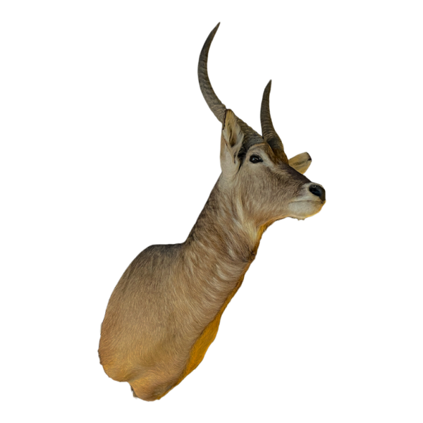 Waterbuck dit antilope sing-sing , Trophe´e de Chasse te^te en cape, Taxidermie