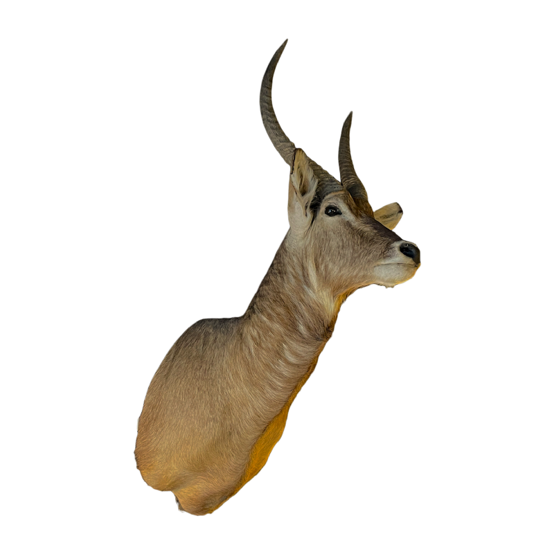 Waterbuck dit antilope sing-sing , Trophe´e de Chasse te^te en cape, Taxidermie