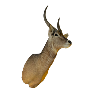 Waterbuck dit antilope sing-sing , Trophe´e de Chasse te^te en cape, Taxidermie