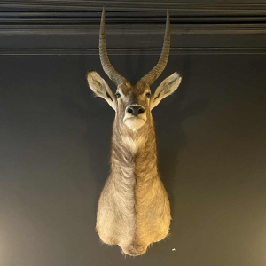 Waterbuck dit antilope sing-sing , Trophe´e de Chasse te^te en cape, Taxidermie