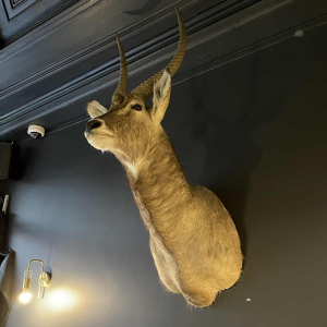 Waterbuck said antelope sing-sing , Hunting trophy head in cape, Taxidermy