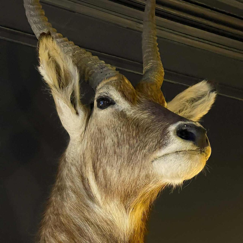 Waterbok zei antilope sing-sing , Jachttrofee hoofd in cape, Taxidermie