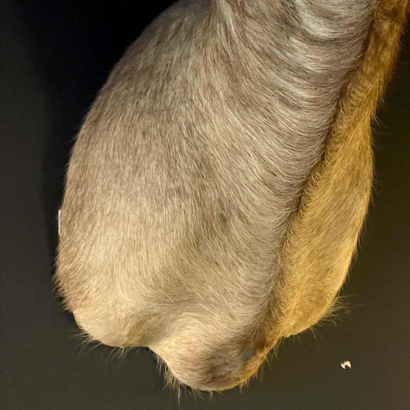 Waterbuck dit antilope sing-sing , Trophe´e de Chasse te^te en cape, Taxidermie