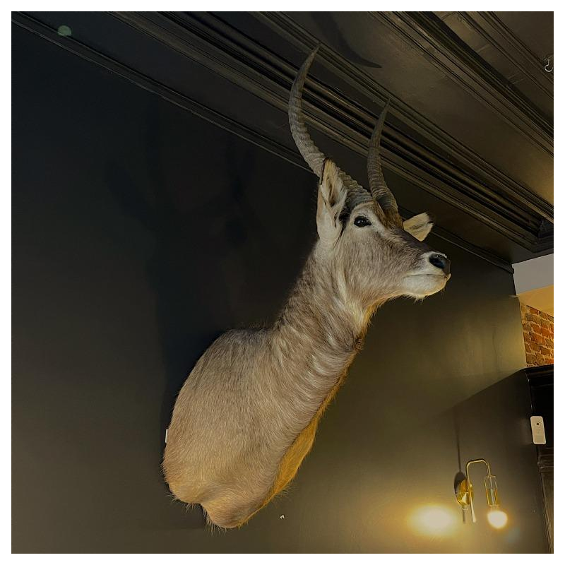 Waterbuck said antelope sing-sing , Hunting trophy head in cape, Taxidermy