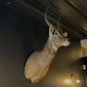 Waterbuck said antelope sing-sing , Hunting trophy head in cape, Taxidermy