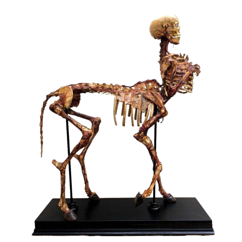 Skelet van een Centaur (H:138cm), rariteitenkabinet