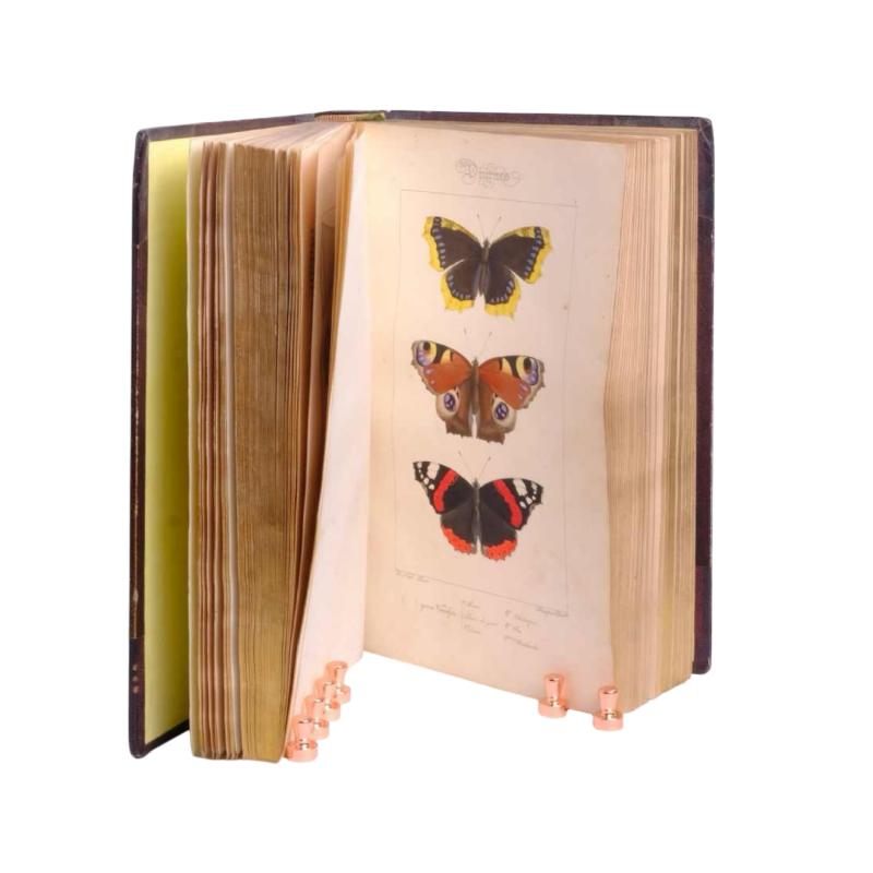 LUCAS P.H., Histoire des lépidoptères d'Europe, Paris, L. de Bure, 1845.