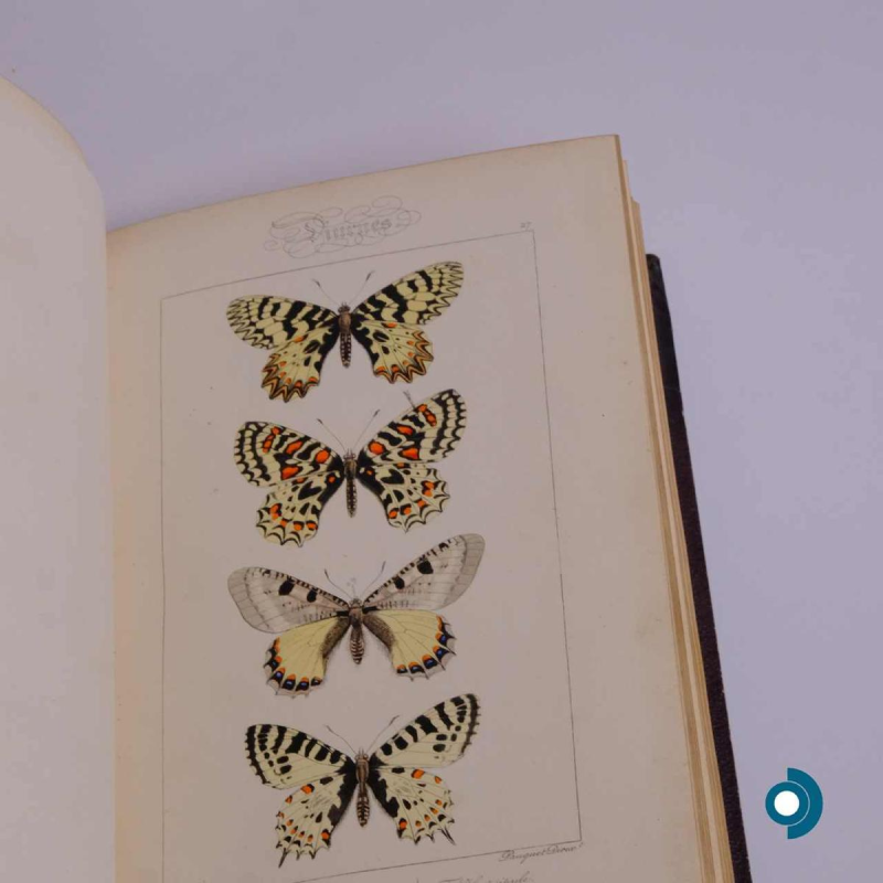 LUCAS P.H., Histoire des lépidoptères d’Europe, Paris, L. de Bure, 1845.