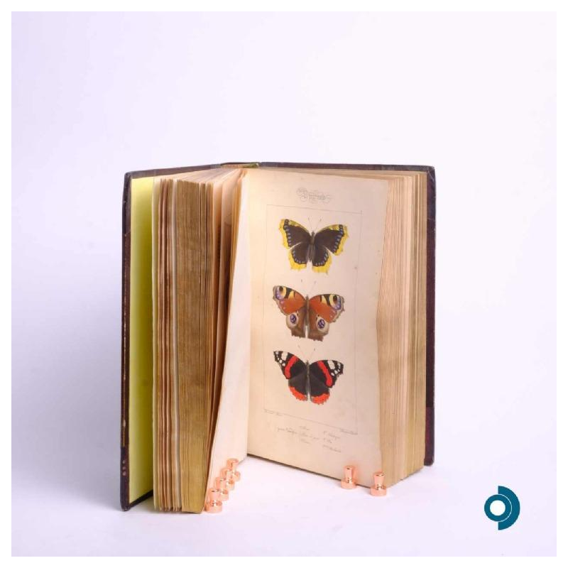 LUCAS P.H., Histoire des lépidoptères d'Europe, Parijs, L. de Bure, 1845.