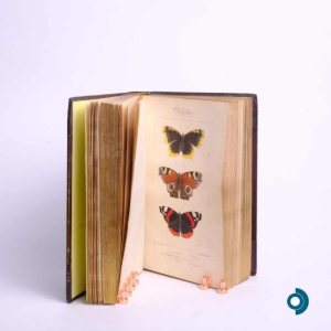 LUCAS P.H., Histoire des lépidoptères d'Europe, Parijs, L. de Bure, 1845.