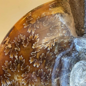 MAISON JANSEN (attr) lampe 'Ammonite' 102cm, laiton dore´ et bois laque´ noir, Hollywood Regency ca 1970