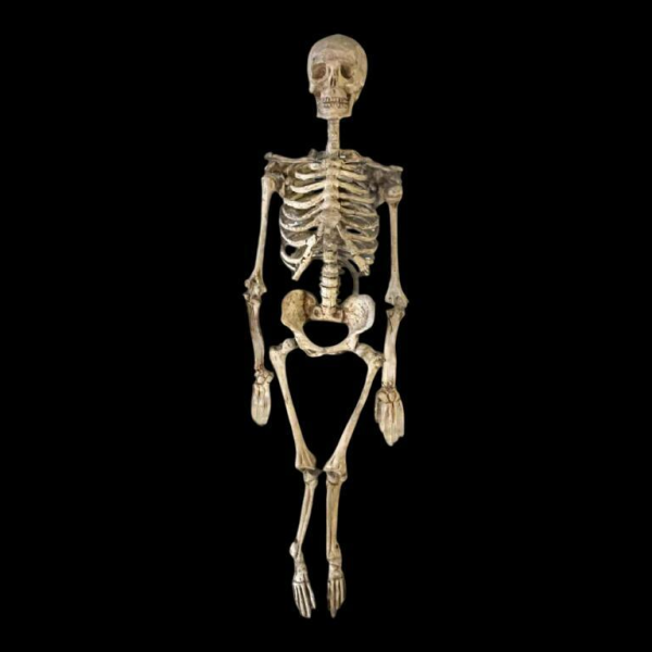 Squelette humain ancien articulé (70cm) en bois sculpte´ stuque´, objet curiosite´, 19e`me siècle