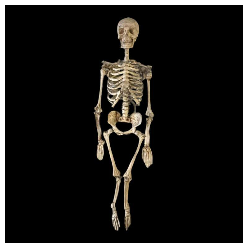 Antique articulated human skeleton (70cm) in stuccoed carved wood, curiosity object, 19th century