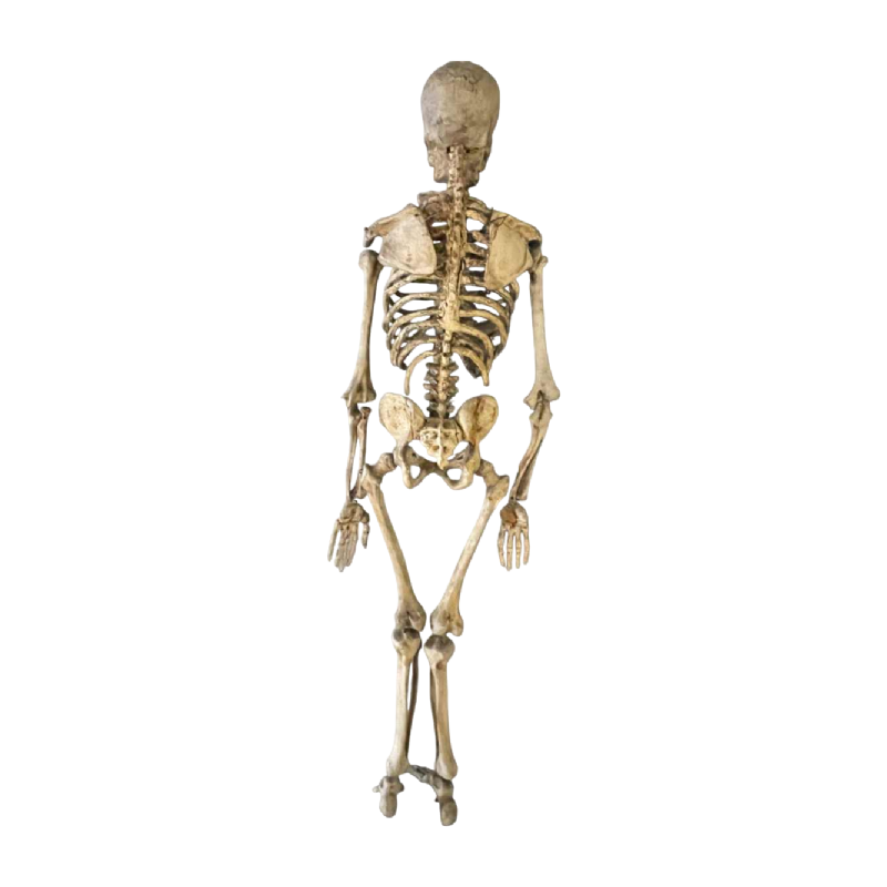 Antique articulated human skeleton (70cm) in stuccoed carved wood, curiosity object, 19th century