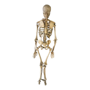 Squelette humain ancien articulé (70cm) en bois sculpte´ stuque´, objet curiosite´, 19e`me siècle