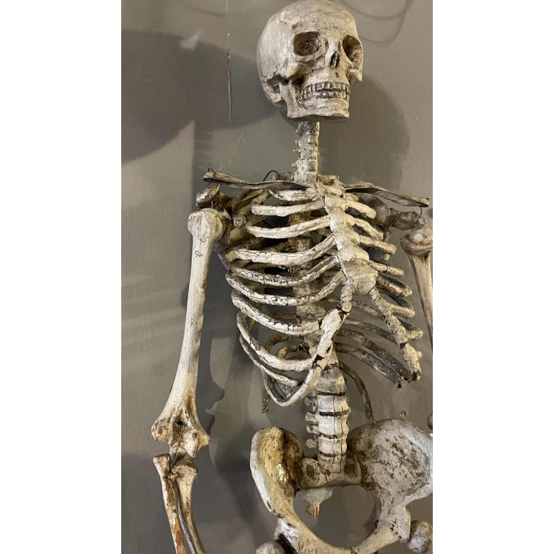 Antique articulated human skeleton (70cm) in stuccoed carved wood, curiosity object, 19th century