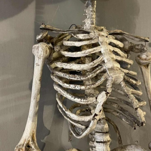 Antique articulated human skeleton (70cm) in stuccoed carved wood, curiosity object, 19th century