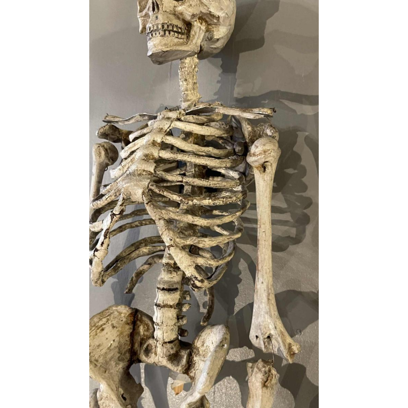 Antique articulated human skeleton (70cm) in stuccoed carved wood, curiosity object, 19th century