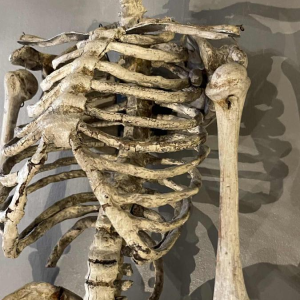 Antique articulated human skeleton (70cm) in stuccoed carved wood, curiosity object, 19th century