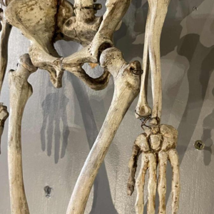 Squelette humain ancien articulé (70cm) en bois sculpte´ stuque´, objet curiosite´, 19e`me siècle