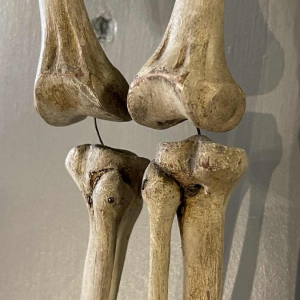 Antiek gelede menselijk skelet (70cm) in gestuukt houtsnijwerk, curiositeitsobject, 19e eeuw