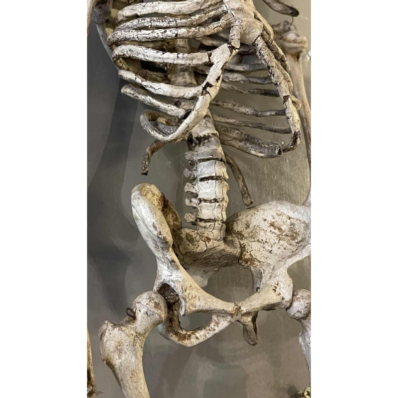 Antique articulated human skeleton (70cm) in stuccoed carved wood, curiosity object, 19th century