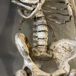 Squelette humain ancien articulé (70cm) en bois sculpte´ stuque´, objet curiosite´, 19e`me siècle