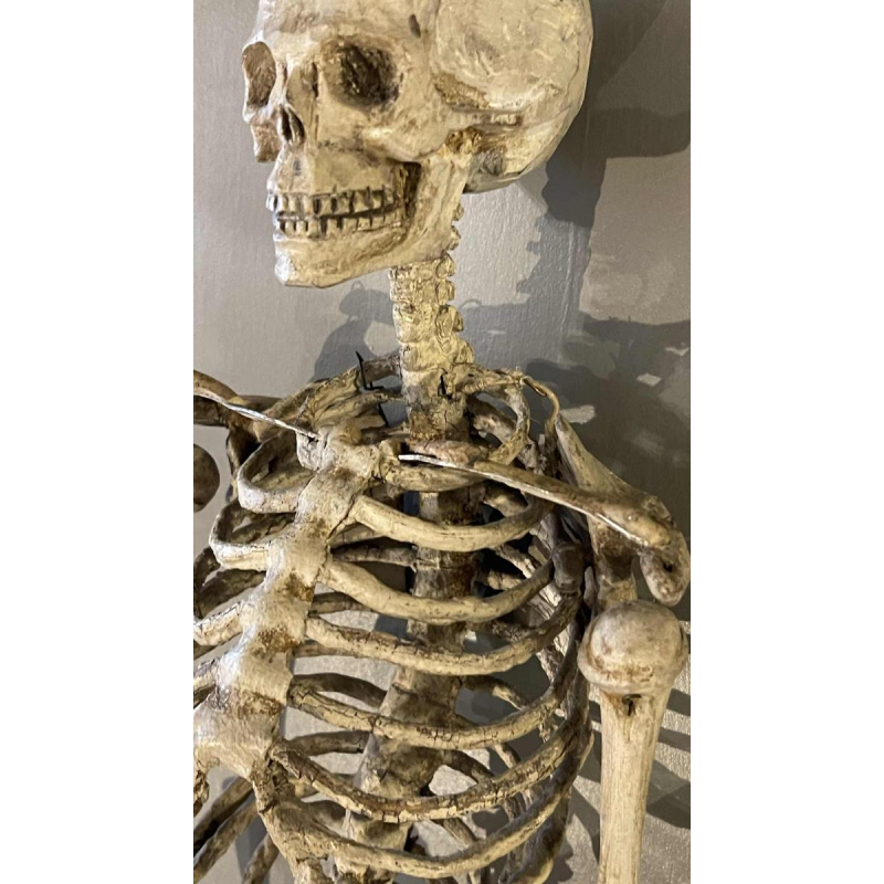 Antique articulated human skeleton (70cm) in stuccoed carved wood, curiosity object, 19th century
