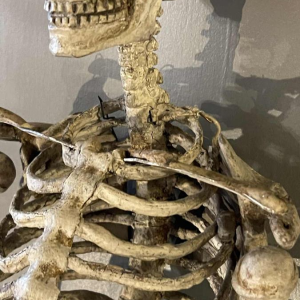 Antique articulated human skeleton (70cm) in stuccoed carved wood, curiosity object, 19th century