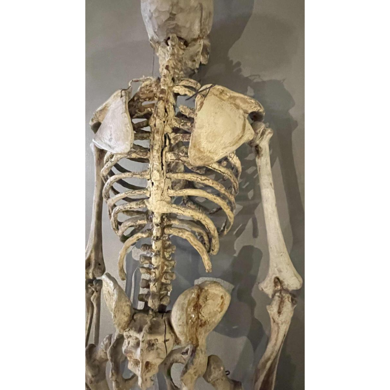 Antique articulated human skeleton (70cm) in stuccoed carved wood, curiosity object, 19th century