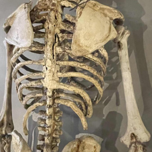 Antique articulated human skeleton (70cm) in stuccoed carved wood, curiosity object, 19th century