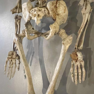 Antiek gelede menselijk skelet (70cm) in gestuukt houtsnijwerk, curiositeitsobject, 19e eeuw