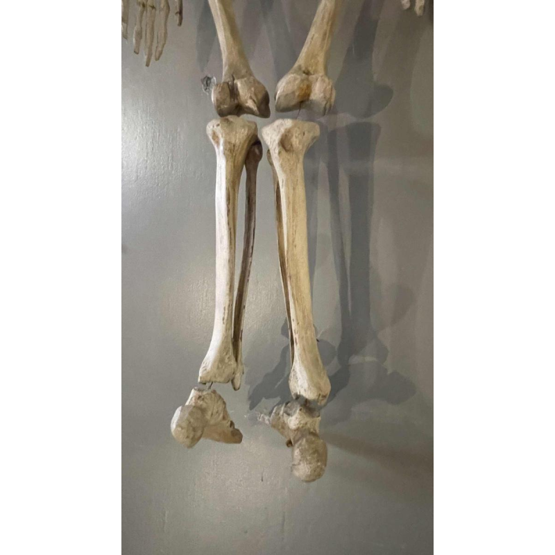 Antique articulated human skeleton (70cm) in stuccoed carved wood, curiosity object, 19th century