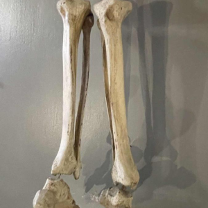 Antique articulated human skeleton (70cm) in stuccoed carved wood, curiosity object, 19th century