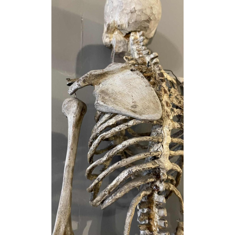 Antique articulated human skeleton (70cm) in stuccoed carved wood, curiosity object, 19th century