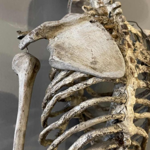 Antique articulated human skeleton (70cm) in stuccoed carved wood, curiosity object, 19th century