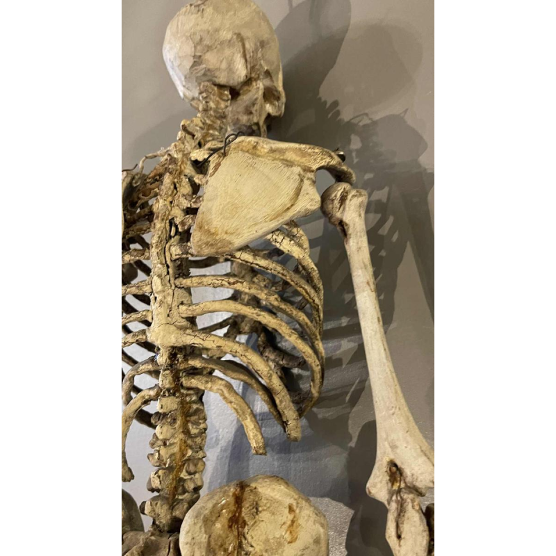 Antique articulated human skeleton (70cm) in stuccoed carved wood, curiosity object, 19th century