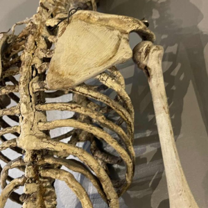 Antique articulated human skeleton (70cm) in stuccoed carved wood, curiosity object, 19th century