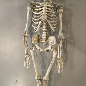 Antique articulated human skeleton (70cm) in stuccoed carved wood, curiosity object, 19th century