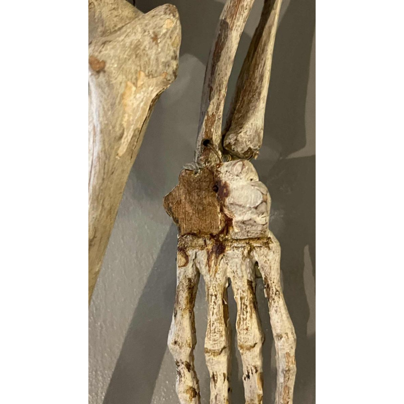 Antique articulated human skeleton (70cm) in stuccoed carved wood, curiosity object, 19th century