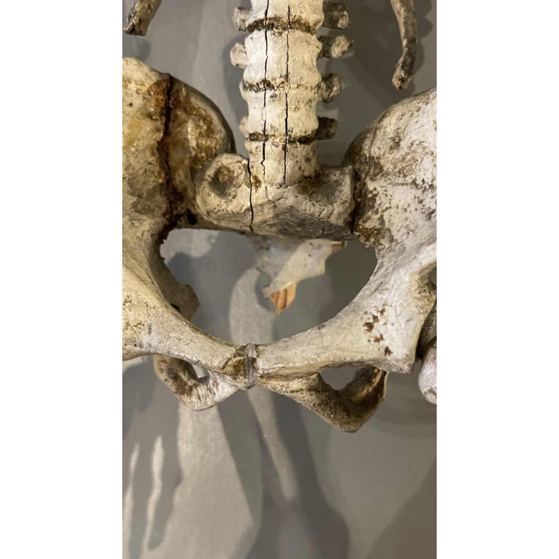 Antiek gelede menselijk skelet (70cm) in gestuukt houtsnijwerk, curiositeitsobject, 19e eeuw