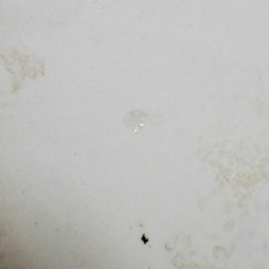 Helen Miles - Wedgwood - Assiette en faïence - carreau mois de mai - 1882