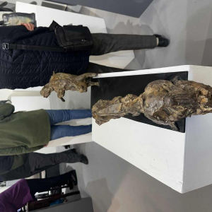 Jean-François Gambino, bronze animal sculpture, 21st century