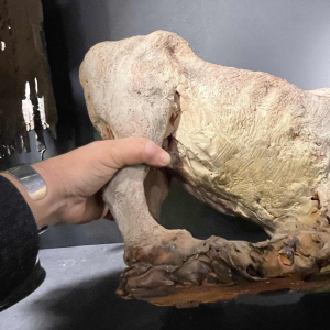 PIET PIJN, Grande Sculpture " Vache " Pie`ce Unique en Terre Cuite, ca 1940