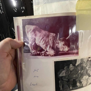 PIET PIJN, Large Sculpture " Cow " Unique Piece in Clay, ca 1940