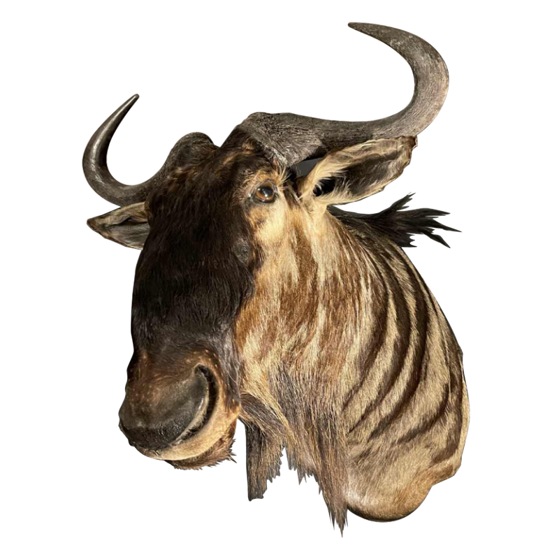 Blauwe Gnoe " Connochaetes taurinus " Jachttrofee Kop in mantel, Taxidermie