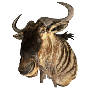 Blauwe Gnoe " Connochaetes taurinus " Jachttrofee Kop in mantel, Taxidermie